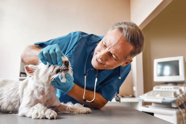 Best Emergency TMJ Treatment in Estill, SC